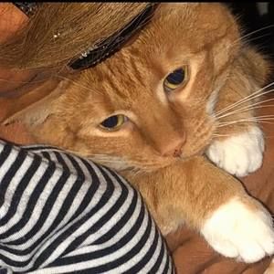 Meet your Posher, Norma